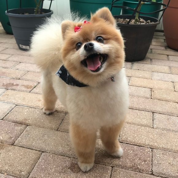 Meet your Posher! 🙋🏻♀️ - Picture 8 of 11